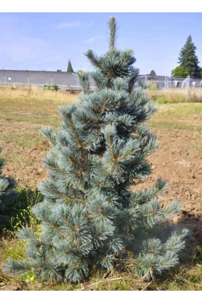 Висота Сосна гнучка Цесаріні Блю